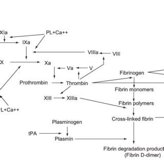 Interaction(s) between the coagulation system and fibrinolytic system ...