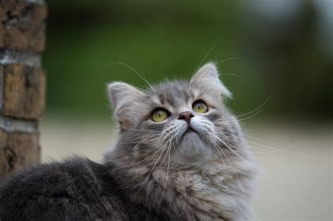 Fluffy Cat Breeds That Are Perfect for Snuggling | Reader's Digest