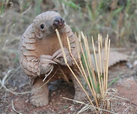 These Photos Prove That Baby Animals Are The Most Adorable Things In ...