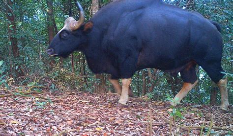 Wildlife Survey in Myanmar's Unexplored Karen State Reveals Incredible ...