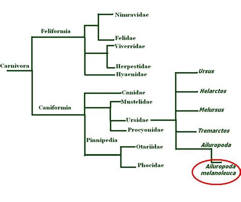 Cladistics Chart