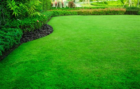 How to Get a Green Lawn: 5 Ways to Really Get Greener Grass