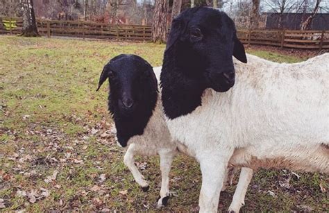 Somali sheep - Blair Drummond Safari Park