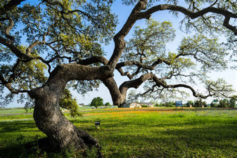 An Oak Tree Of Independence | Texas | Texas Trees | Photos, Prints