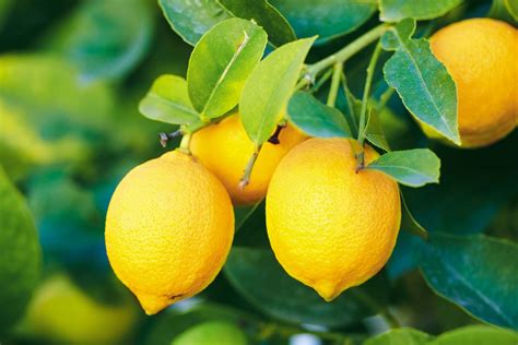 Lemon | Definition, Nutrition, Uses, & Facts | Britannica