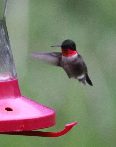 Graham's Birding Blog: Sites near Magee Marsh 15 - 19 May 2011