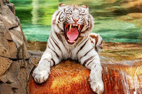 Beautiful White Bengal Tiger - whitetiger116856 Photograph by Frank J ...