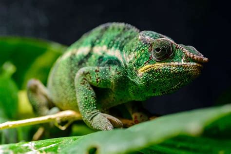 Panther Chameleon Care: Diet, Habitat, Lifespan & More!