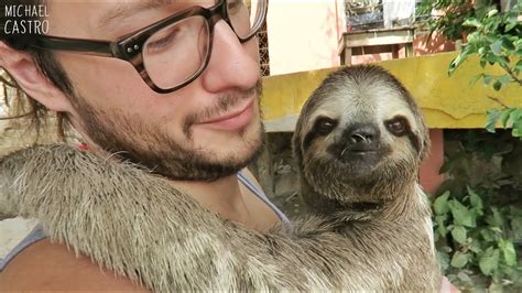 Where Can I Get A Sloth For A Pet - PetsWall