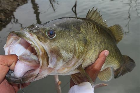 Spotted Bass VS Largemouth Bass : The Key Differences - CatchMeFishing