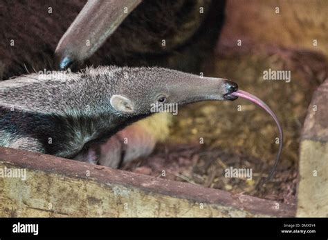 Anteater Tongue Anatomy