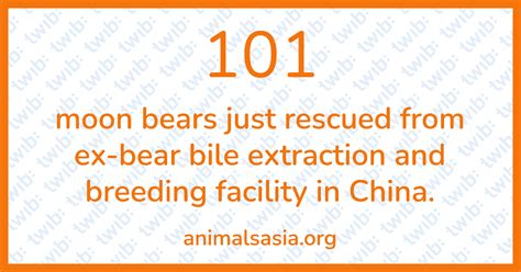 101 moon bears just rescued from ex-bear bile extraction and breeding ...