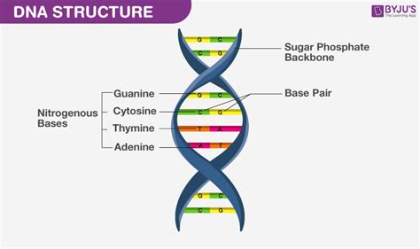 Properties of DNA