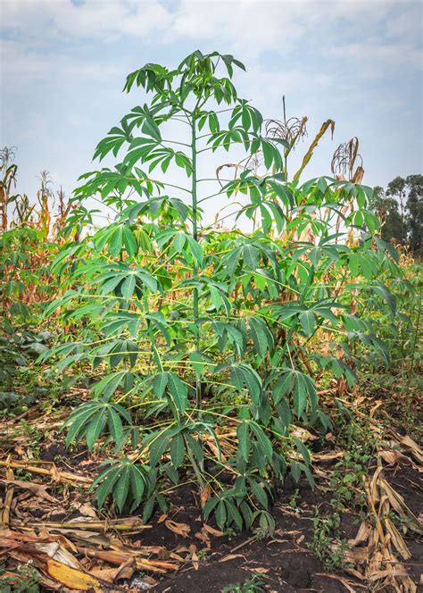 Cassava | Description, Origin, Poison, Taste, Benefits, & Facts ...