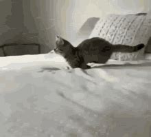 Cat Running Cat Jump GIF - CatRunning CatJump CatSlowMotion - Discover ...