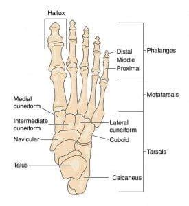 Bones of the Foot and Their Names | Pivotal Motion Physiotherapy