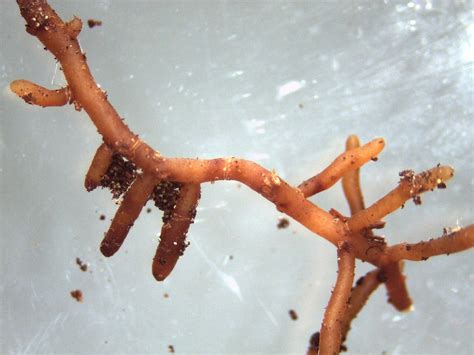 Mycorrhizae - The Daily Garden