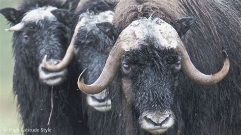 See Why Simple Muskox-wool Fashion Is So Expensive - High Latitude ...