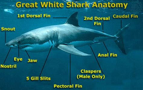 Interesting Facts About Great White Sharks for Kids - HubPages