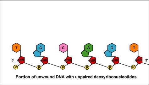 BIOL 230 Lecture Guide - Animation Illustrating Transcription