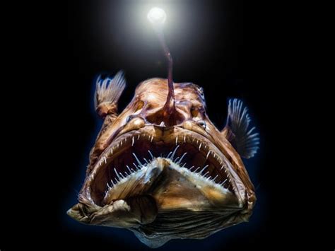 A deep sea angler fish. : r/natureismetal