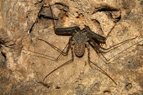 Biospeleology Photos | Texas Speleological Survey | TSS | Cave ...