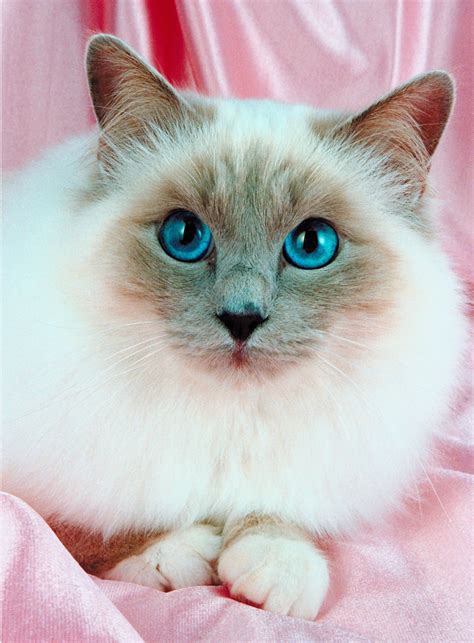 Birman Cat Breed Guide and Profile | Litter-Robot