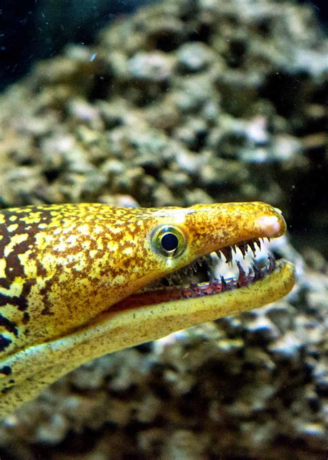 34 Moray Eel Facts: Double-Jawed Beauties of the Deep | Everywhere Wild