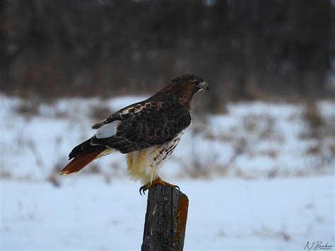 Red-tailed Hawk: "New Year Hunting" - by Neil Barker