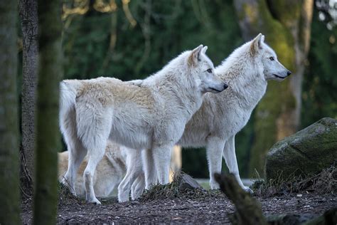 Grey Wolf Pack Photograph by Mark Newman - Fine Art America