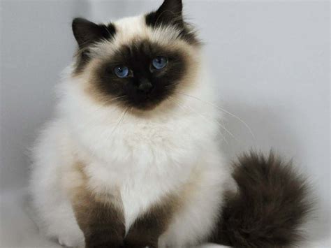 Birman Cat Info, History, Personality, Kittens, Diet, Picture