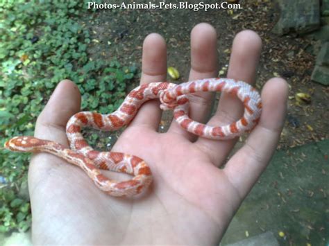 Dangerous of Wild Animals: Photos baby corn snake