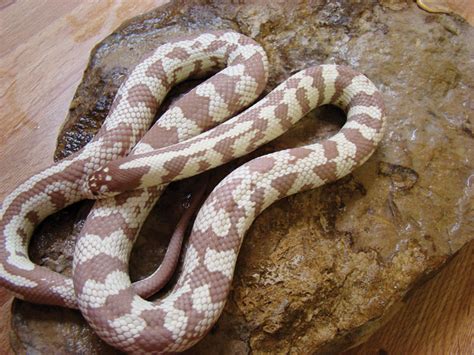 California Kingsnake Care, Breeding and Morphs - Reptiles Magazine