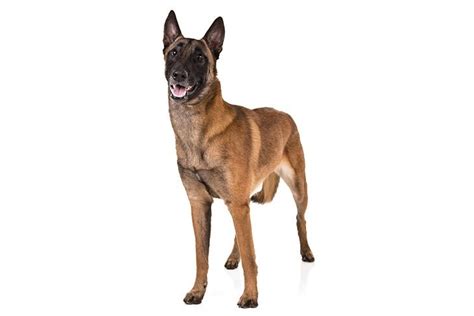 Belgian Malinois Dog Breed Information