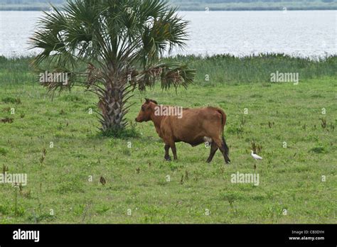 Cattle and Cattle Egret Stock Photo - Alamy