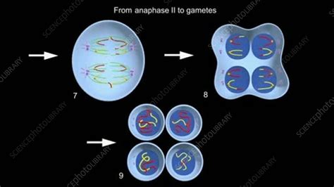 Meiosis, animation - Stock Video Clip - K004/4317 - Science Photo Library