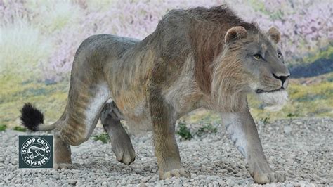 Britain's Stone Age animals: the cave lion