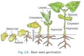 Seed Germination Definition and Process in 5 Basic Stages - Basic ...