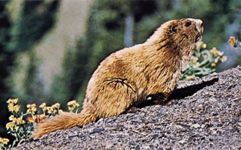 Marmot | Rodent Adaptations & Behavior | Britannica