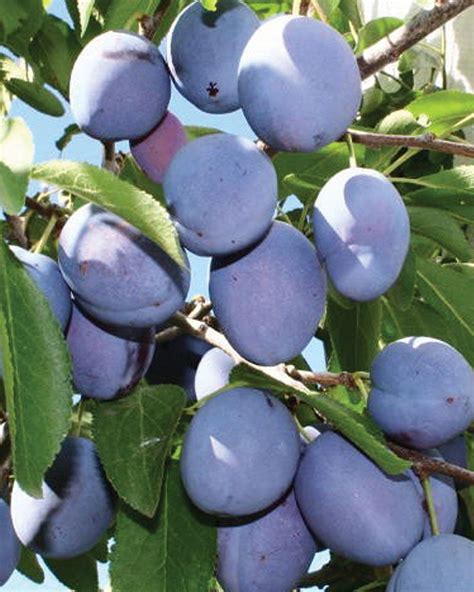 Mount Royal Plum | Knowledgebase | Johnson's Nursery Garden Trees, Lawn ...