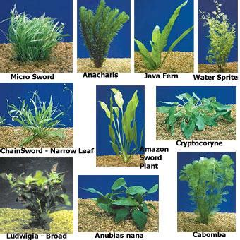 The adaptation in the aquatic submerged plants | Science online