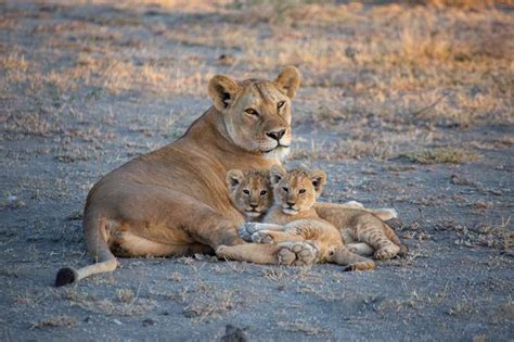 Lion Cubs - Growing up in the wild | Blog - Lalibela Wildlife Reserve