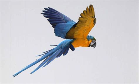 Blue and Gold Macaw flying in my back yard | Parrot flying, Birds ...