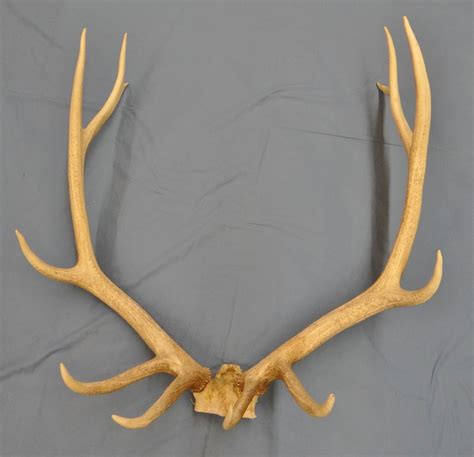 Elk antlers, 6 pt