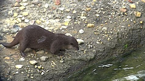 Otters Playing Stock Footage Video 4451027 - Shutterstock