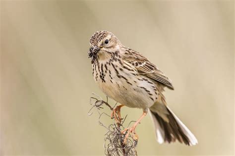 Meadow Pipit | Bird Identification Guide | Bird Spot