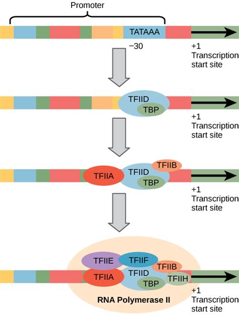 Eukaryotic Transcription | Boundless Biology