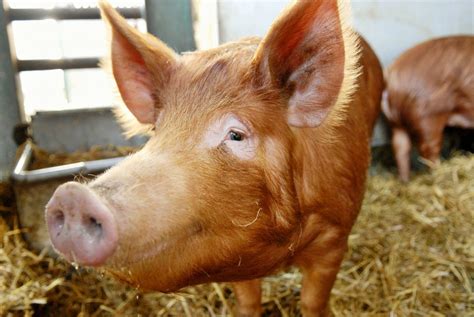 Urban Farming for Beginners | Pig breeds, Pig farming, Heritage breeds