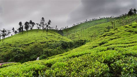 Top 11 Must Visit Tea Estates in Assam 2020 | Get ready for a scenic Adv..