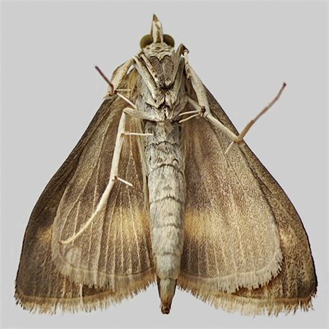 European Corn Borer - Ostrinia nubilalis - Moth: 1375 - 63.028